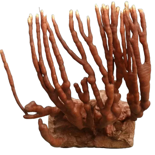 Linh Chi Sừng Hươu