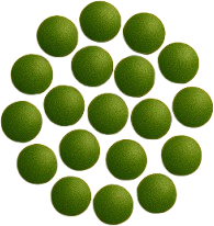 Tảo Chlorella